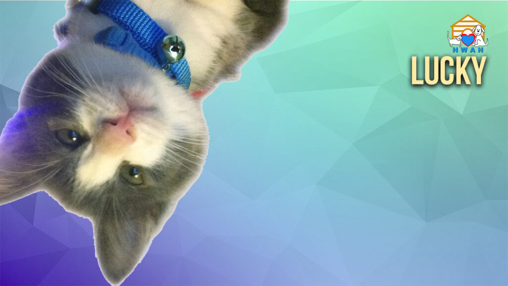 free zoom backgrounds cats